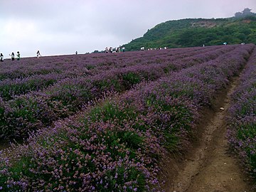 薰衣草田