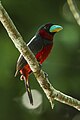 Black-and-red broadbill