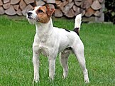 A Jack Russel Terrier dog