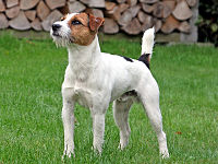 Brooks Chase Ranger of Jolly Dogs Jack Russell.jpg