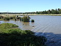 Bushy Park Wetlands