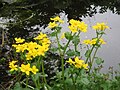 Caltha palustris