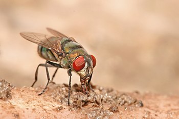 Old World screw-worm fly