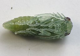 Pupa, ventral view