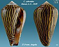 Conus zebroides Kiener, L.C., 1849