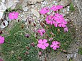 Dianthus pavonius