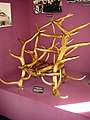 Elk horn chair