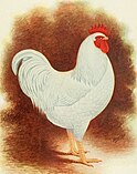 A white rock chicken, the winning purebred of the contest