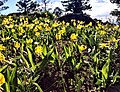 Blooms in Missoula, Montana