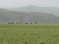 A herd of Asian wild elephants at Jim Corbett National Park.