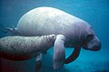 Antillean manatee (Trichechus manatus)