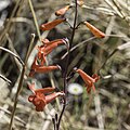 Flowers of Penstemon alamosensis