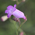 Flower of Penstemon amphorellae