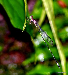 Protosticta sanguinostigma male