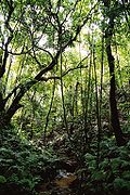 Forest in ʻEua