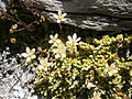 Saxifraga bryoides