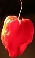 Scotch bonnet (C. chinense)