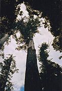 Tasmania's "Big Tree" is one of the tallest remaining mountain ash.