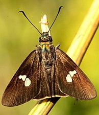 Dorsal view