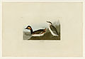 404. Eared Grebe (Black-necked Grebe)