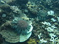 Image 24Crown-of-thorns starfish and eaten coral off the coast of Cooktown, Queensland (from Environmental threats to the Great Barrier Reef)