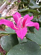 Flower close-up