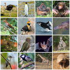 Morphological variety among birds and mammals