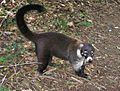 Coati