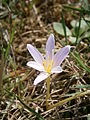 Colchicum alpinum close-up