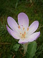 Colchicum byzantinum close-up