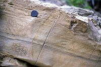 Bouma B and convolute-laminated Bouma C layers in a sandy turbidite. Cozy Dell Fm, Topatopa Mountains, California.