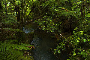 Rain forest, interior of the Coromandel Peninsula.
