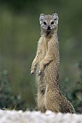 Standing yellow-brown mongoose