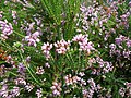 Erica terminalis