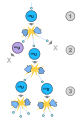 Image 46A schematic nuclear fission chain reaction. 1. A uranium-235 atom absorbs a neutron and fissions into two new atoms (fission fragments), releasing three new neutrons and some binding energy. 2. One of those neutrons is absorbed by an atom of uranium-238 and does not continue the reaction. Another neutron is simply lost and does not collide with anything, also not continuing the reaction. However, the one neutron does collide with an atom of uranium-235, which then fissions and releases two neutrons and some binding energy. 3. Both of those neutrons collide with uranium-235 atoms, each of which fissions and releases between one and three neutrons, which can then continue the reaction. (from Nuclear fission)