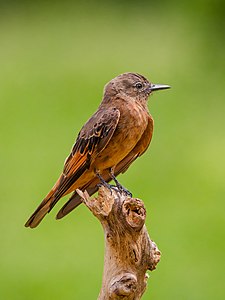 Cliff flycatcher (nominated)