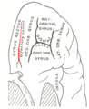 Orbital surface of frontal lobe olfactory sulcus shown in red.