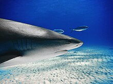 Head close-up of a Caribbean reef shark