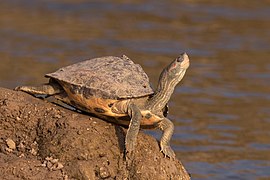 Indian tent turtle (Pangshura tentoria tentoria)