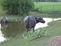 泰国的水牛