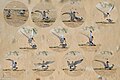 The mating sequence of a pair of least terns processed into one image (St. Augustine, Florida)