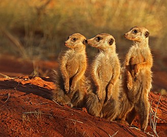 Meerkats Suricata suricatta South Africa