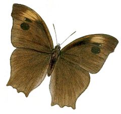 Dorsal view (wet-season form)