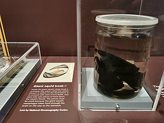 A "giant squid" beak recovered from a sperm whale stomach in Durban, part of the Discovery Collections displayed during the "Monsters of the Deep" exhibition (July 2020 – January 2023) at the National Maritime Museum Cornwall in Falmouth[115] (see also label and wider exhibition)