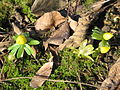 Eranthis hyemalis opening