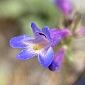 Flower of Penstemon pseudoparvus