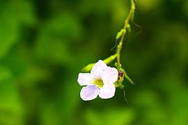 Plant of Thailand