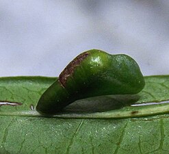 Pupa