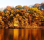 River with autumn trees in background