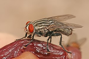 A scavenger fly, Sarcophaga sp